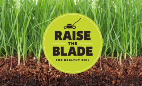 Raise the Blade Campaign image